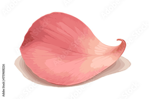 Vector form petal illustration lighting soft shadows gently single blooming accentuating