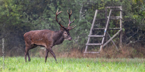 Cerf élaphe marchant près d'un peyit mirador de chasse sous une pluie fine dans une plaine pendant le rut, Sologne, Loiret, région Centre-Val de Loire, France