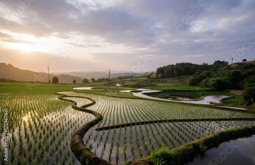 Wallpaper Mural rice field in thailand Torontodigital.ca