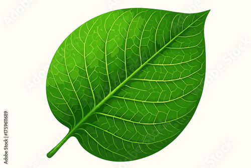 Detail highlights vector vein veins leaf shading smooth vibrant illustration network radiating