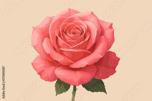Soft vector isolated folds highlighting illustration petals neutral rose blooming details
