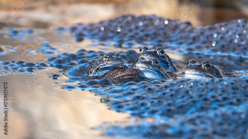 Tableau sur toile Common frogs lies in the water in a pond during mating time at springtime