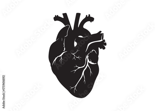 Vector art of silhouette of human heart for medical use