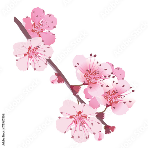 Vector sakura flowers. Isolated realistic cherry bouquet. Spring, time for festivals. Onnu is traditionally a revered flower in Japan and China. Flowers for Mother's Day.