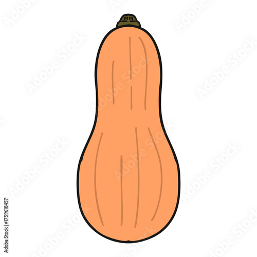 手書き_バターナッツカボチャ_01