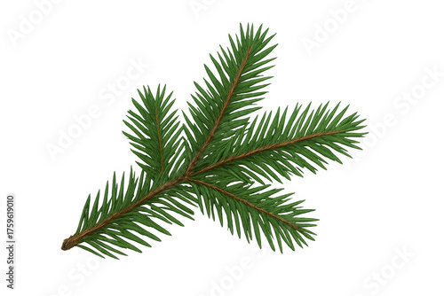 Spruce tree branch with green needles and brown stem, symbolizing nature, winter, and christmas holidays on transparent background