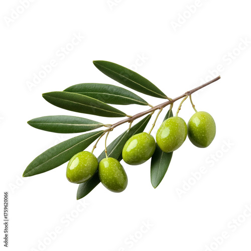 Wallpaper Mural Fresh green olive branch with ripe olives and delicate leaves on a Torontodigital.ca