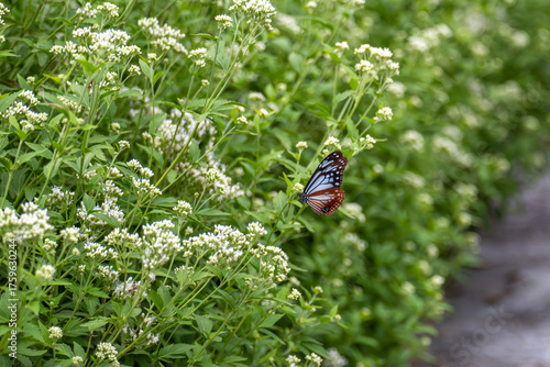 アサギマダラとフジバカマ