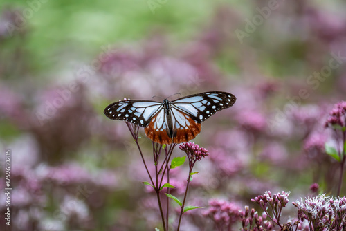 アサギマダラとフジバカマ