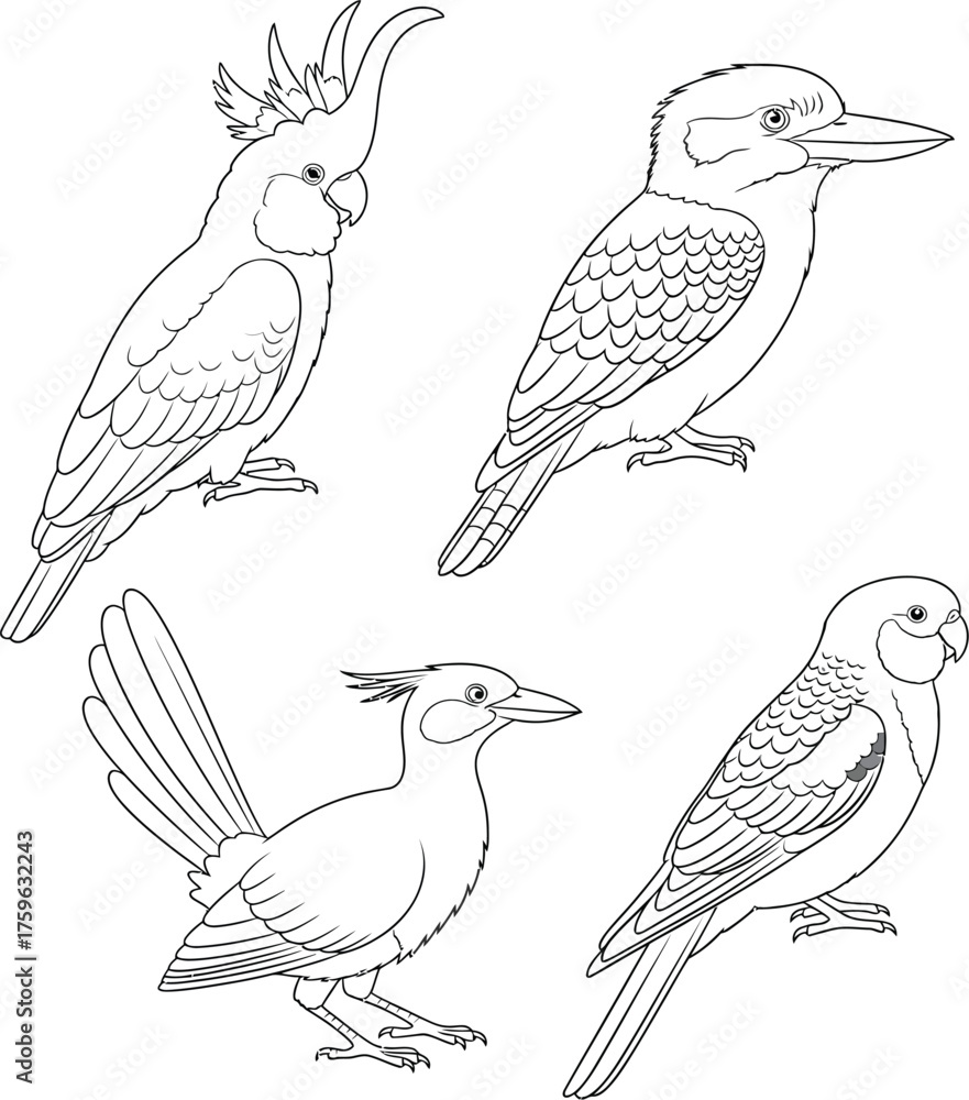 Obraz premium Vector art of australian birds line art including cockatoo