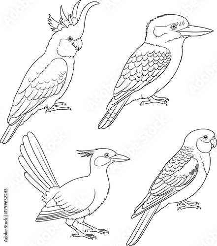 Vector art of australian birds line art including cockatoo