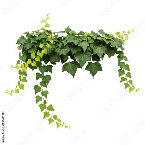 green ivy hanging from an old wall, detailed natural foliage with textured leaves and rustic surface, artistic botanical illustration