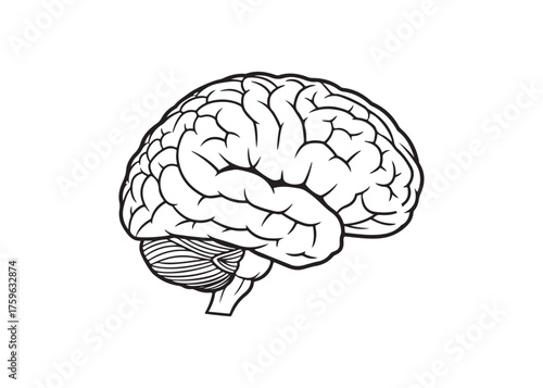 Vector art of human brain anatomy illustration in black and white