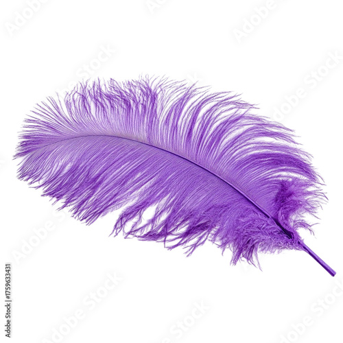 A single vibrant purple ostrich feather with delicate fibers isolated for a clean presentation