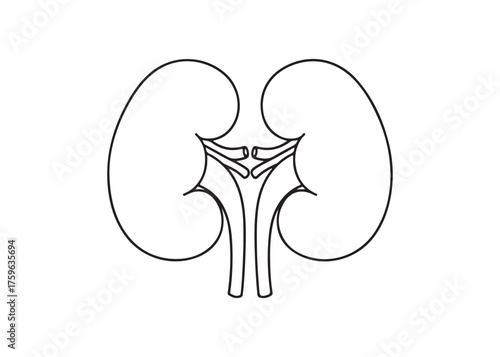 Vector art of human kidney anatomy for medical illustration