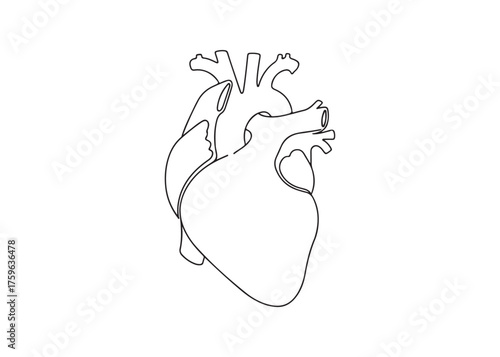 Vector art of anatomical heart line drawing, cardiovascular system
