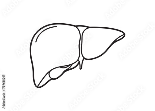 Vector art of human liver illustration in simple line art