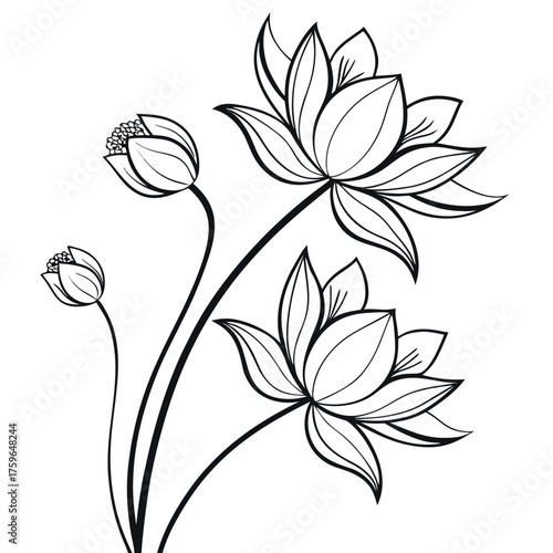 Elegant black and white sketch of blooming lotus flowers