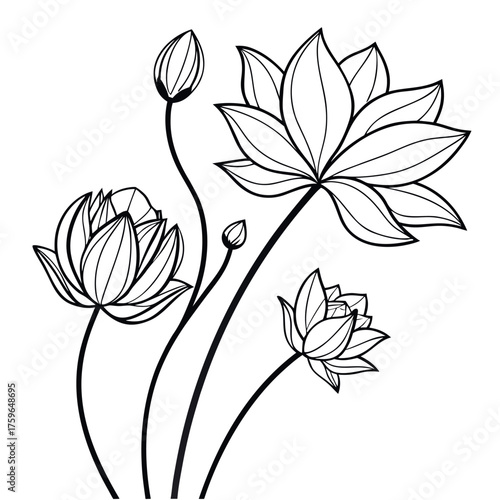 Elegant black and white line drawing of lotus flowers