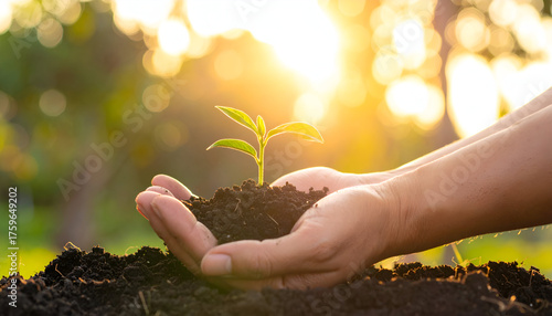 Seedling held in hands with fertile soil and sunlight, symbol of ecology, nurture, and new beginnings.