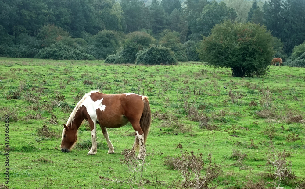 Fototapeta premium Cavallo Pezzato al Pascolo in un Prato Verde e Boscoso al Pascolo 4666