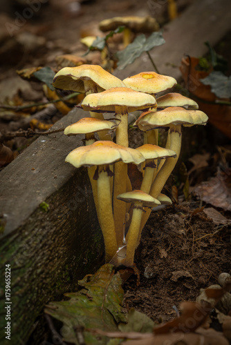 mushrooms in the forest