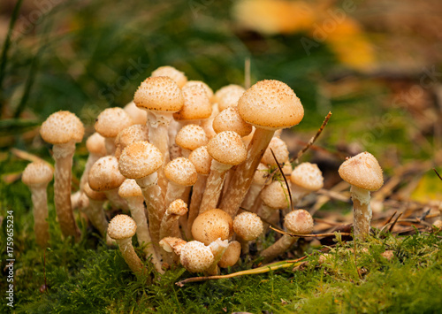 mushrooms in the woods