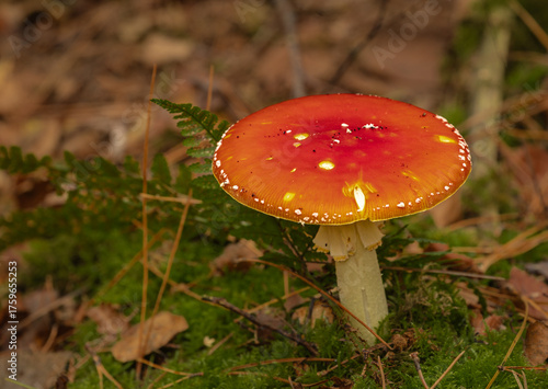 red mushroom in the forest