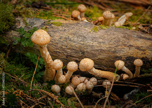 mushrooms in the woods