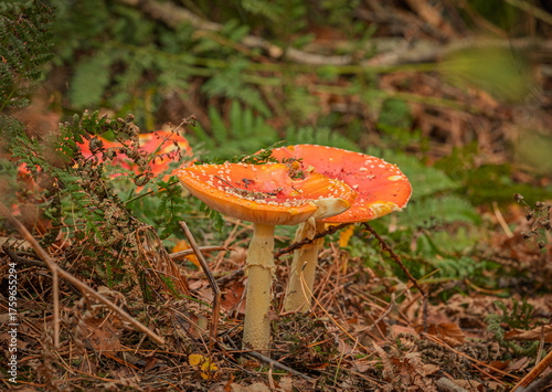 fungi on forest floor, red cap mushrooms