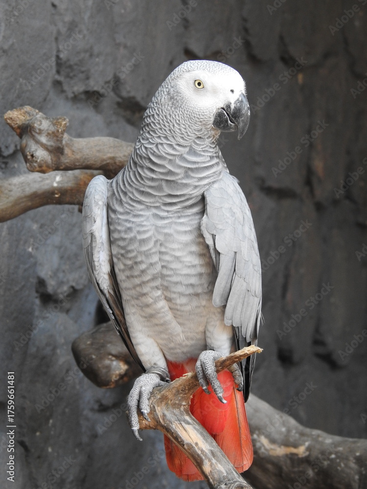 Fototapeta premium African Grey Parrot, a species known for its intelligence and remarkable ability to mimic human speech.