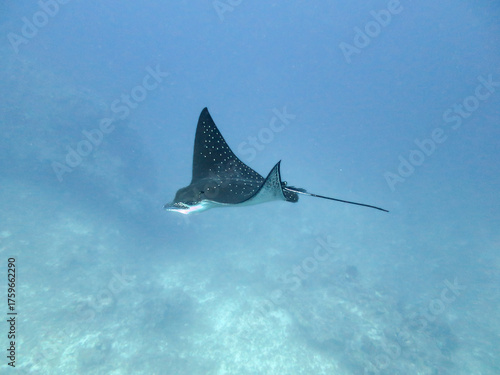 eagle ray hovering over Kandooma Thila reef in Maldives close-up