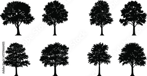 Collection of detailed tree silhouettes on white background, vector illustration of deciduous trees for forest, landscape, and nature design projects