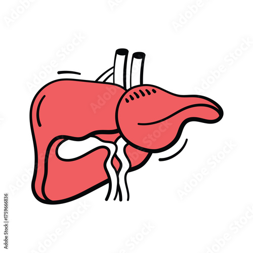 Hand drawn liver icon, human anatomy, liver health, and medical research.