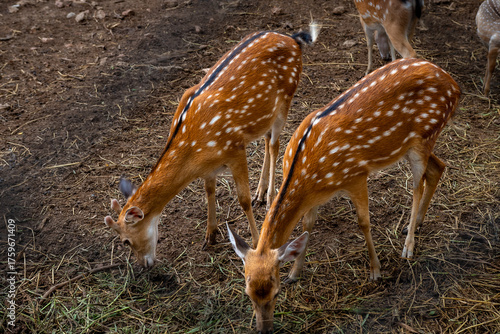 Two spotted deer grazing on dry grass in a natural enclosure, showing their beautiful brown coats with white spots and elegant posture.
