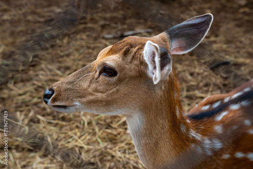 Close-up of a spotted deer with soft brown fur and gentle eyes, standing on dry ground and looking alert yet calm.