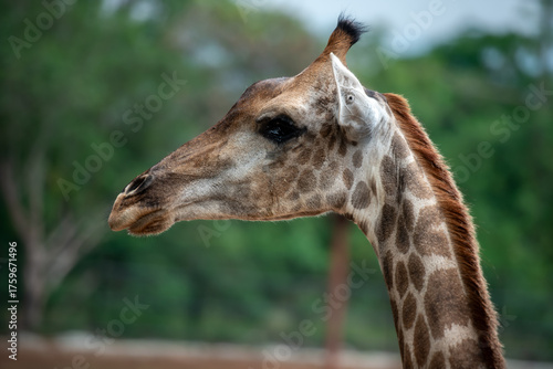 A tall giraffe turns its head gracefully, showing light brown patches and gentle eyes against a soft green forest background.