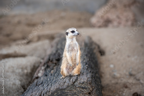 A small meerkat sits on a log, gazing curiously with wide eyes, blending cuteness and alertness in a sandy habitat.