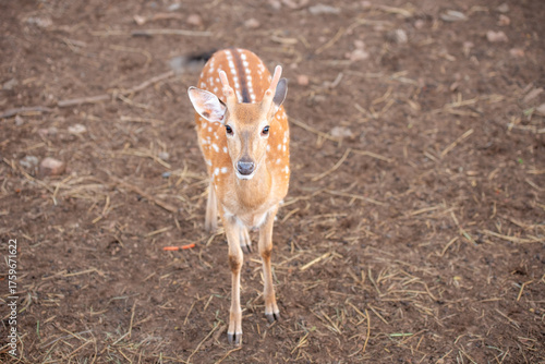 Close-up of a spotted deer with soft brown fur and gentle eyes, standing on dry ground and looking alert yet calm.