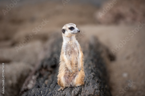 A small meerkat sits on a log, gazing curiously with wide eyes, blending cuteness and alertness in a sandy habitat.