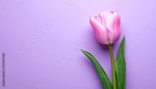 Close Up Pink Tulip With Water Droplets On Petals And Leaves Against A Purple Background With Natural Daylight