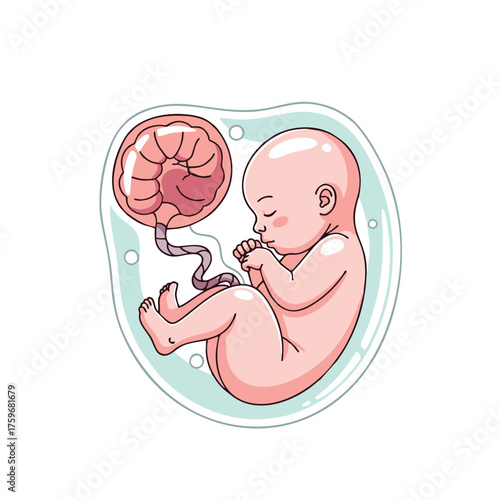 Baby in the womb illustration isolated on white background 