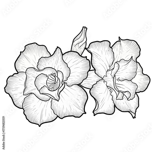 black and white silhouette vector icon of Adenium flower on white background