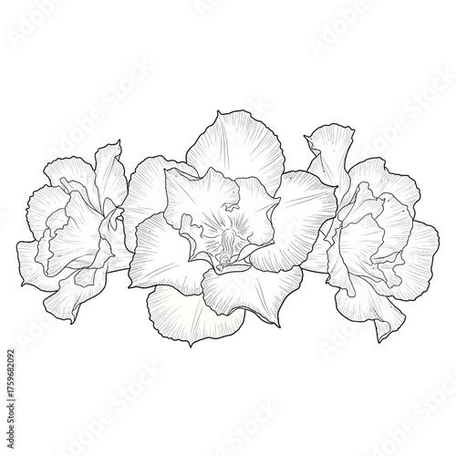 black and white silhouette vector icon of Adenium flower on white background