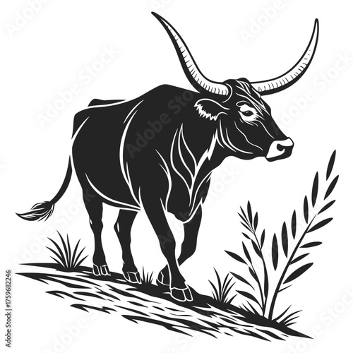 Black and white longhorn bull walking in grass