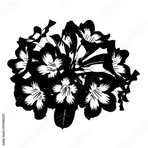 black and white silhouette vector icon of Adenium flower on white background