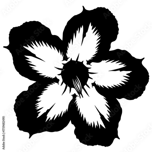 black and white silhouette vector icon of Adenium flower on white background