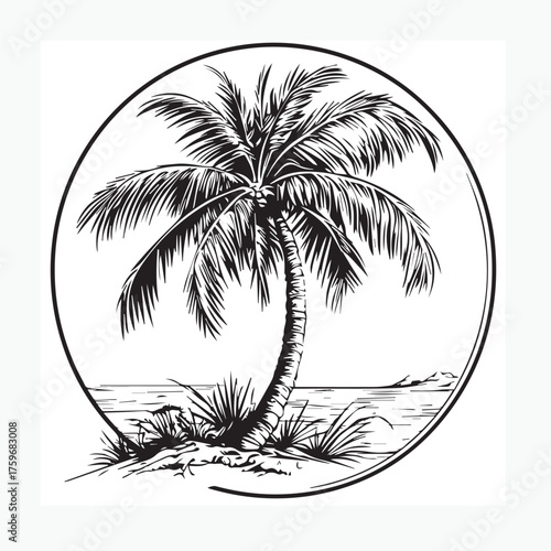 palm tree on a white background