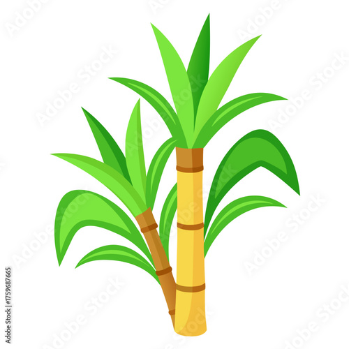 bamboo isolated on white background