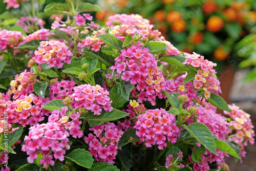 Foto Pink and yellow Lantana camara, also known as wild sage, Bandana Hot Pink, in flower